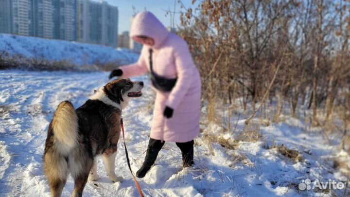 Гектор ищет любящих хозяев