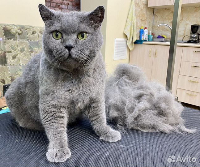 Уход за животными