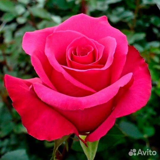 Роза Пинк Флойд чайно-гибридная, саженцы зкс