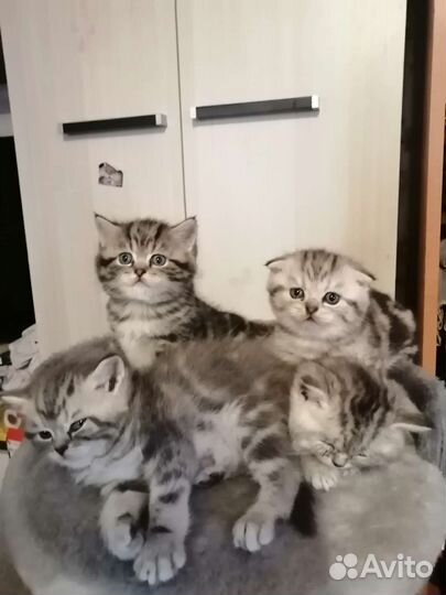 Шотландская