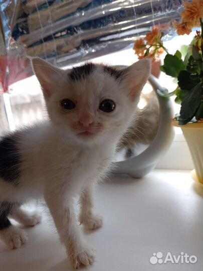 Котенок