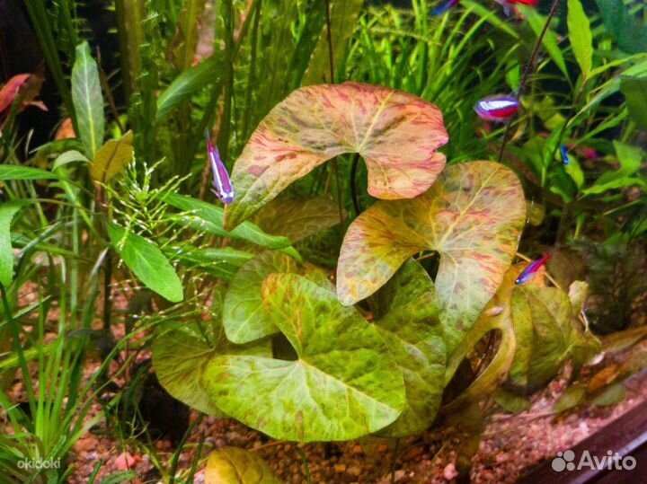 Нимфея - Nymphaea растение в аквариум