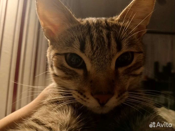 Котик барсик