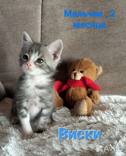 Котята в добрые руки