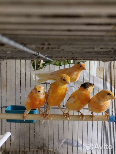 Кенара и канарейки