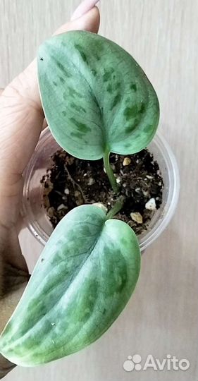 Сциндапсусы сортовые