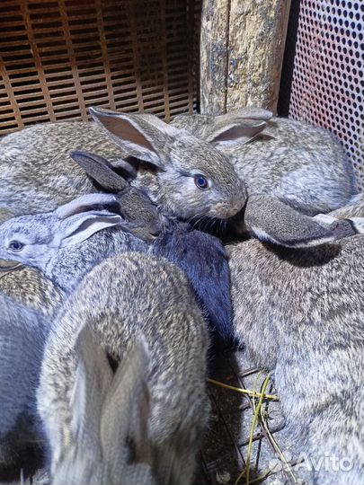 1.5 месячные крольчата