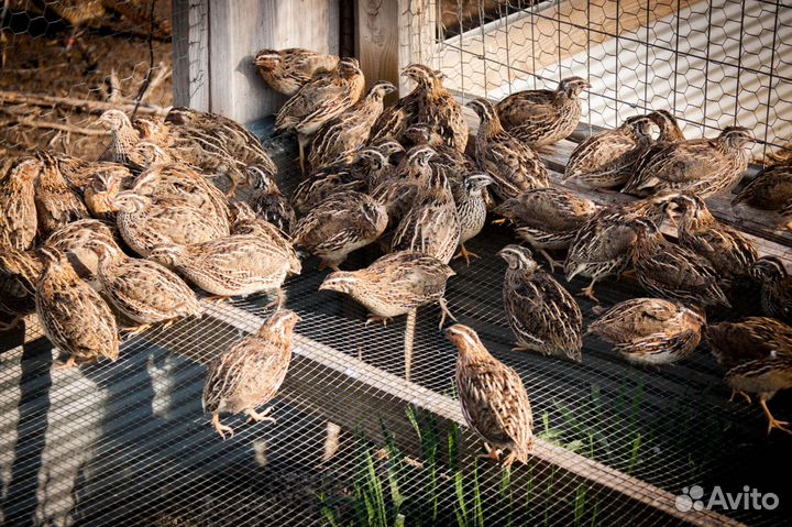 Корм для кур, индюков, уток, гусей