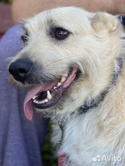 Собака в добрые руки отдам бесплатно