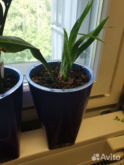 Молодая мильтония в горшке со вставкой