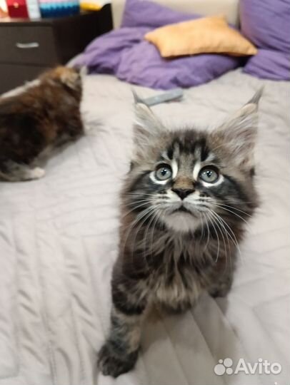 Котята