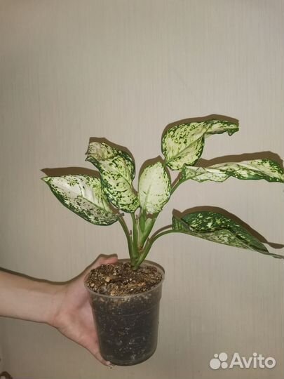 Аглаонема айвори жаде