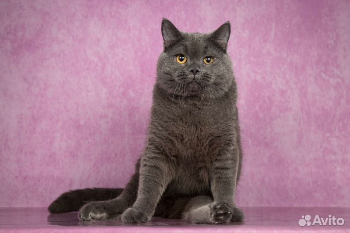 Британский кот-инвалид ищет свою семью