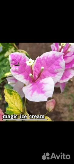 Бугенвиллия Magic ice cream