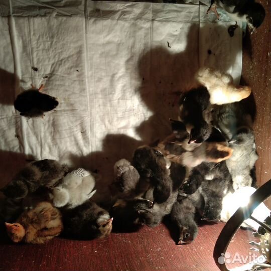 Цыплята 4 породы