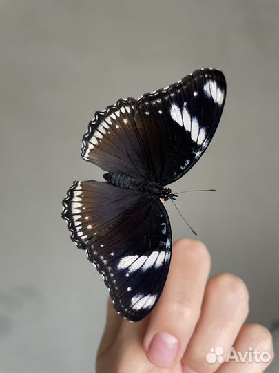 Тропические бабочки