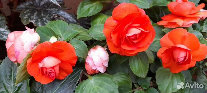 Укоренные черенки бальзаминоа