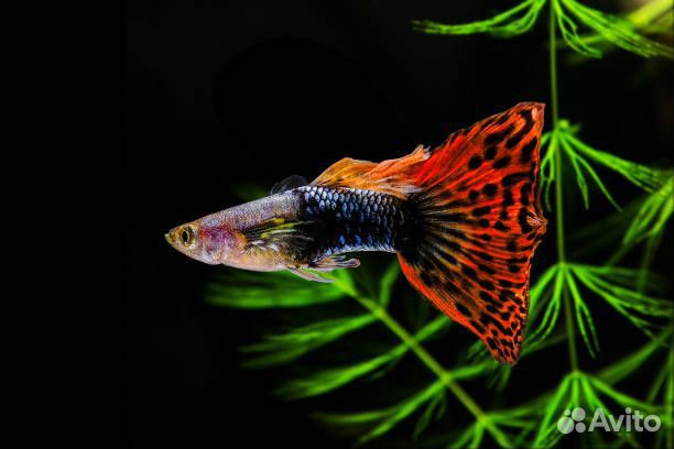 Тернеции генно модифицированные (карамельки)