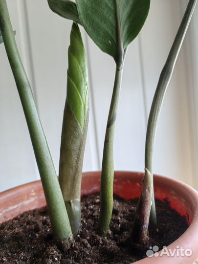 Замиокулькас