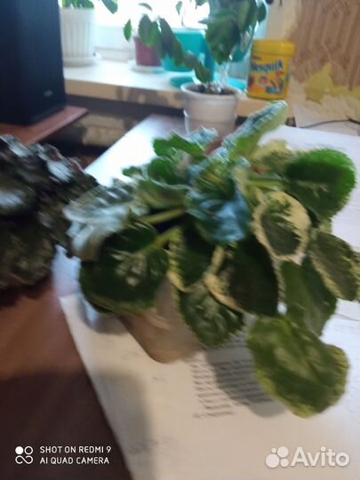 Бегония тигровая, антуриум