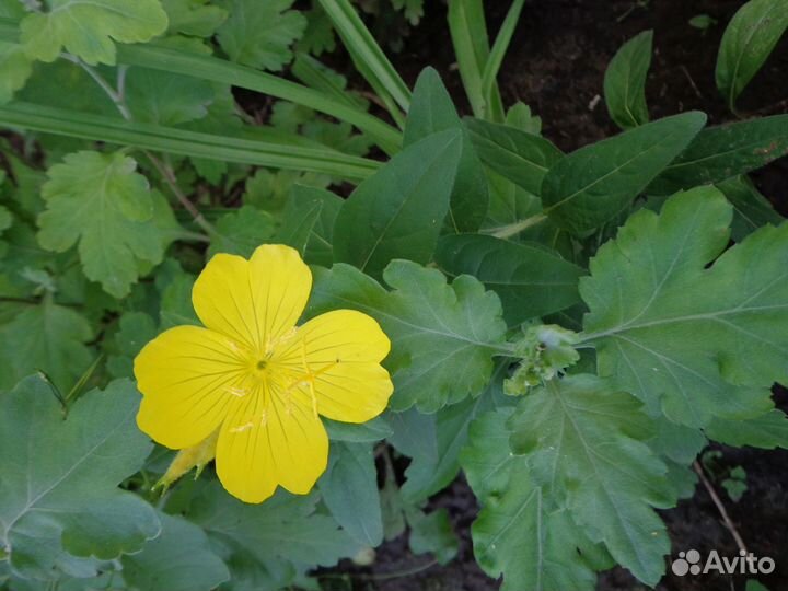 Рудбекия,энотера,флоксы,гвоздика и др.многол