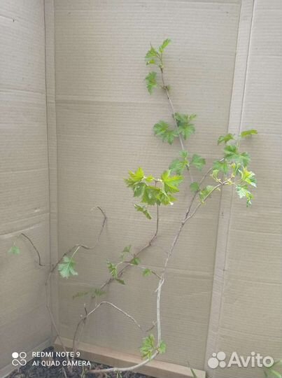 Саженцы калины