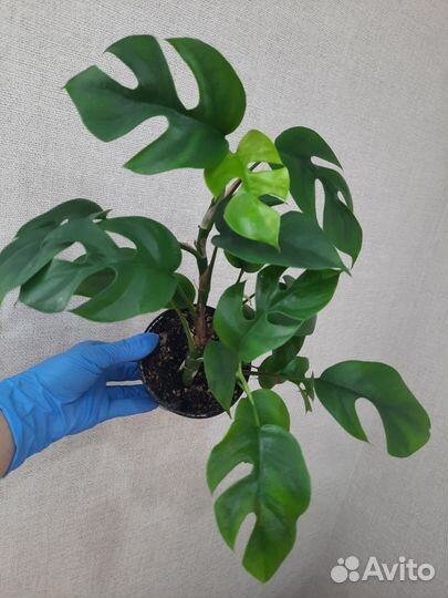 Монстера рафидофора