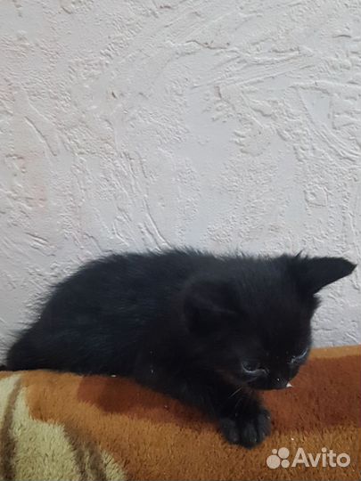 Милые котята