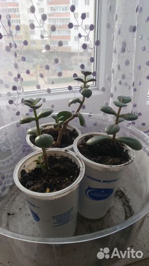 Красула толстянка