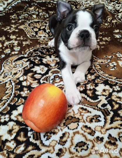 Бостон терьер продается