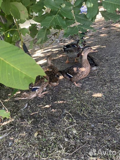 Дикие подсадные утки