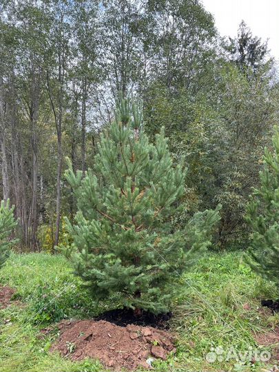 Живые сосны и ели 2,5 метра