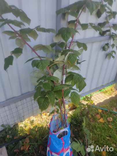 Саженцы Малина сортовая