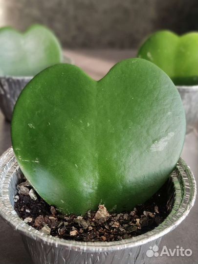 Хойя Керри Валентинка