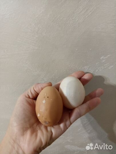 Куры несушки