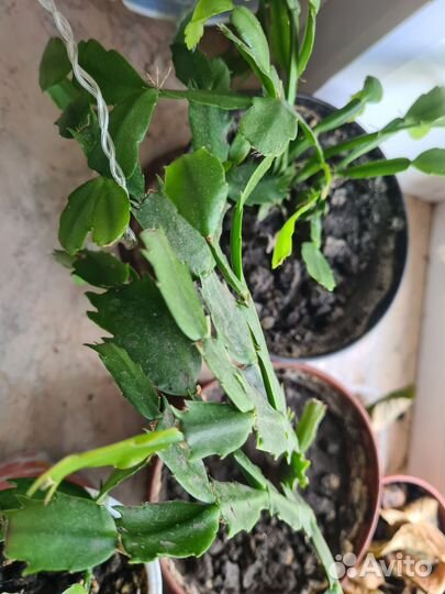 Спатифиллум и другие комнатные растения