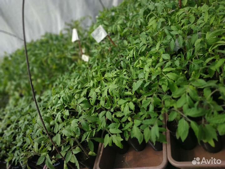 Рассада томатов:черри,низкие,высокие,экзоты