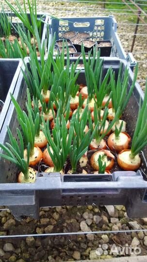 Лук на зелень штудгарт из севка