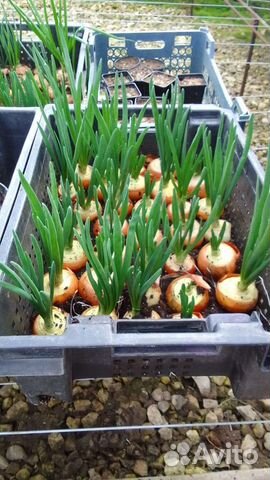 Лук на зелень штудгарт из севка