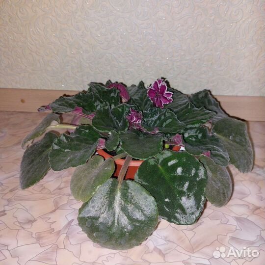 Комнатные цветы в горшках разные