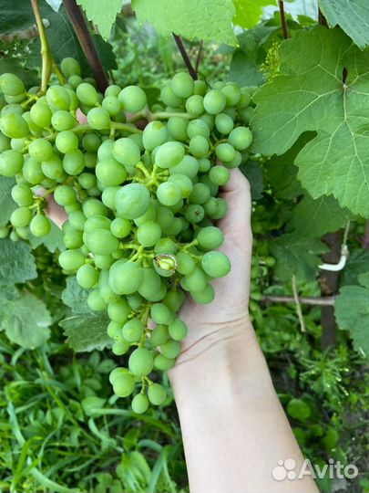 Виноград Гала