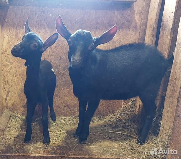 Козлята мурсиана гренадина