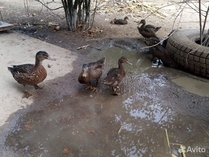 Дикие утки кряква