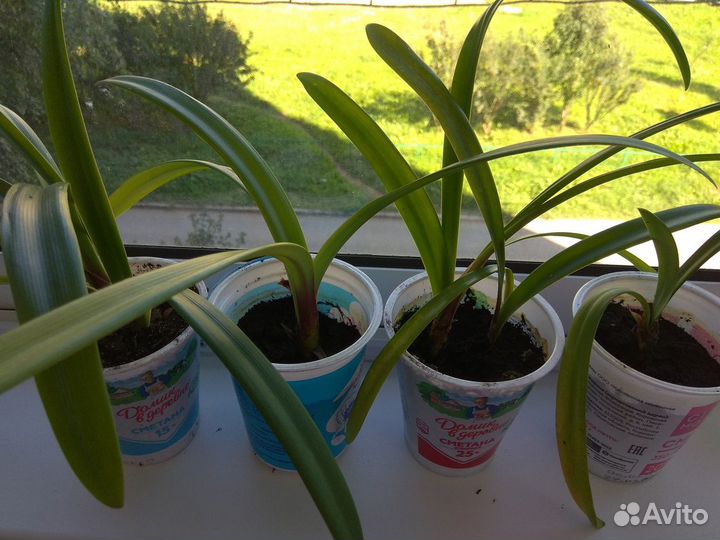 Гиппеаструм амариллис