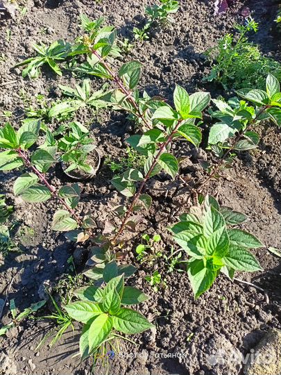 Укорененные черенки Гортензия Самарская Лидия