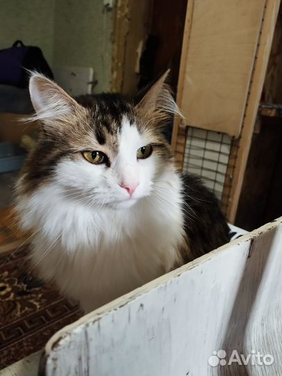 Кошка Кассандра