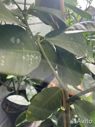 Лимон пандероза