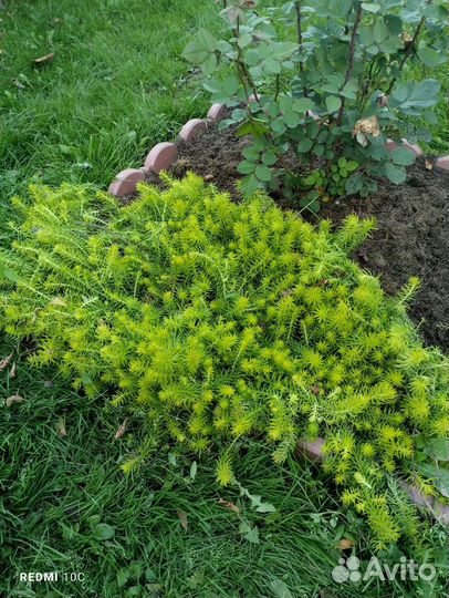 Многолетники садовые растения