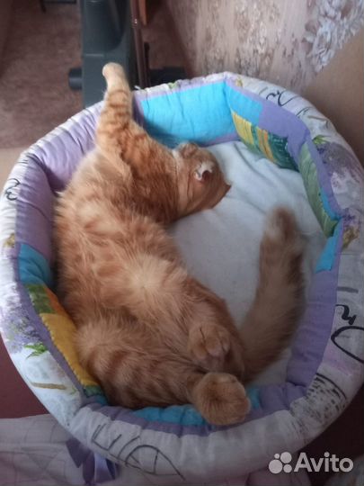 Отдам котика в добрые руки