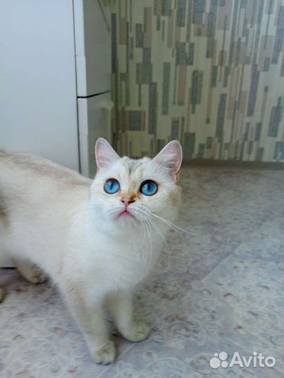 Кошка молодая, шотландская